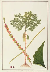 Palmera cola de pez, de «Dibujos de plantas de Malaca», hacia 1805-18